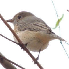 Pachycephala rufiventris (Rufous Whistler) at Paddys River, ACT - 29 Mar 2014 by michaelb