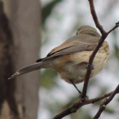 Pachycephala rufiventris at Paddys River, ACT - 29 Mar 2014