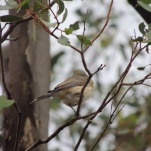 Pachycephala rufiventris at Paddys River, ACT - 29 Mar 2014