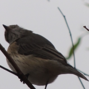 Pachycephala rufiventris at Paddys River, ACT - 29 Mar 2014