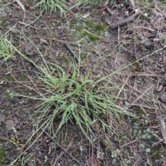 Tripogonella loliiformis at Paddys River, ACT - 2 Feb 2016