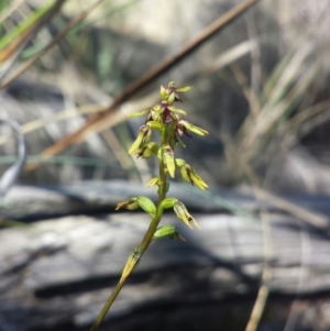 Corunastylis clivicola at Aranda, ACT - suppressed