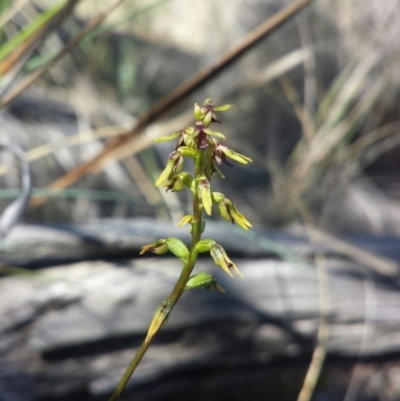 Corunastylis clivicola (Rufous midge orchid) at Aranda, ACT - 18 Feb 2016 by MattM