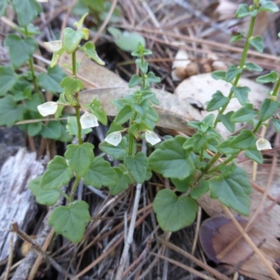 Scutellaria humilis (Dwarf Skullcap) at Isaacs Ridge - 18 Feb 2016 by Mike