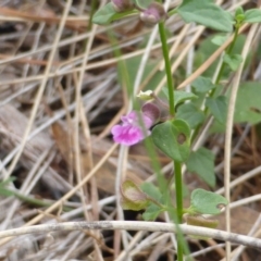 Scutellaria humilis at Isaacs Ridge - 19 Feb 2016 10:06 AM