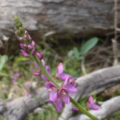 Oxytes brachypoda (Large Tick-trefoil) at Jerrabomberra, ACT - 15 Feb 2016 by Mike