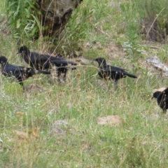 Corcorax melanorhamphos (White-winged Chough) at Isaacs Ridge - 15 Feb 2016 by Mike