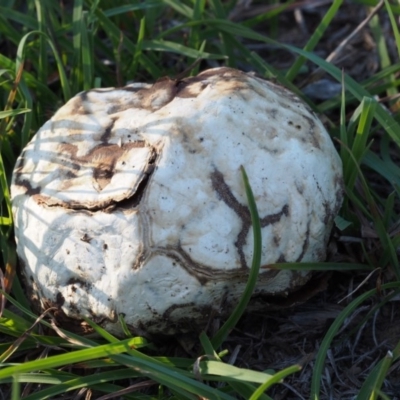 Calvatia sp. (a puffball ) at Kowen Woodland - 16 Feb 2016 by KenT