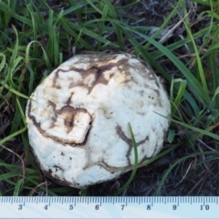 Calvatia sp. at Kowen, ACT - 17 Feb 2016