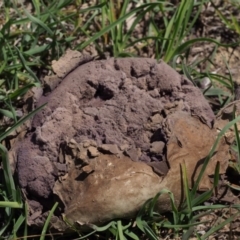 Calvatia sp. (a puffball ) at Kowen, ACT - 17 Feb 2016 by KenT