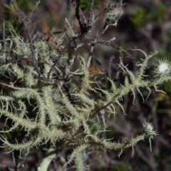 Usnea sp. (genus) (Bearded lichen) at Kowen Woodland - 17 Feb 2016 by KenT