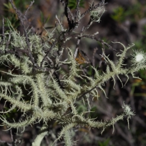 Usnea sp. (genus) at Kowen, ACT - 17 Feb 2016 10:56 AM