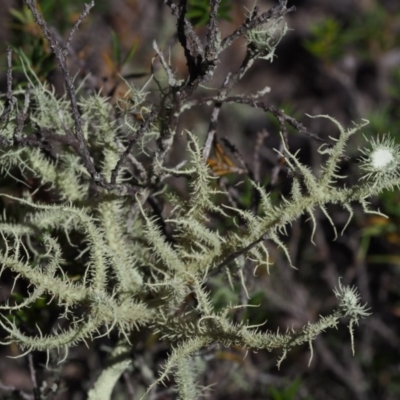 Usnea sp. (genus) (Bearded lichen) at Kowen, ACT - 16 Feb 2016 by KenT