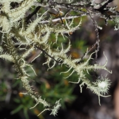 Usnea sp. (genus) at Kowen, ACT - 17 Feb 2016 10:56 AM