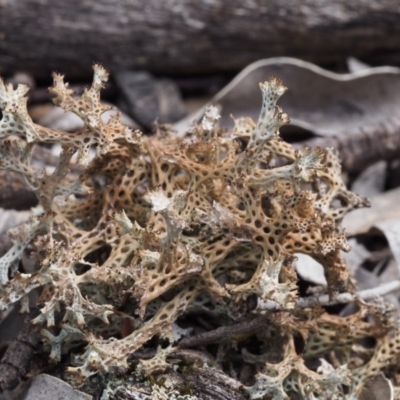 Cladia corallaizon at Kowen Woodland - 17 Feb 2016 by KenT