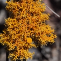 Teloschistes sp. (genus) (A lichen) at Kowen, ACT - 17 Feb 2016 by KenT