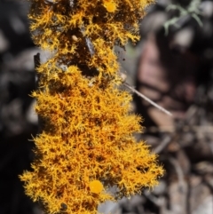 Teloschistes sp. (genus) at Kowen, ACT - 17 Feb 2016 11:01 AM