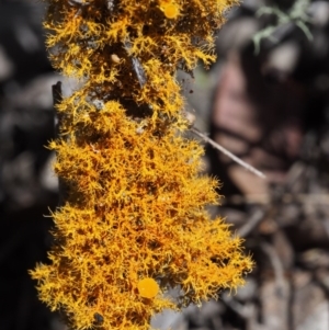 Teloschistes sp. (genus) at Kowen, ACT - 17 Feb 2016 11:01 AM