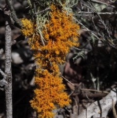 Teloschistes sp. (genus) at Kowen, ACT - 17 Feb 2016 11:01 AM