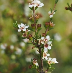 Baeckea utilis (Mountain Baeckea) at Paddys River, ACT - 2 Feb 2016 by KenT