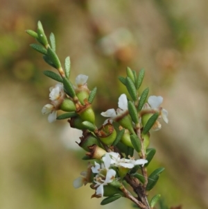 Baeckea utilis at Paddys River, ACT - 3 Feb 2016 08:15 AM