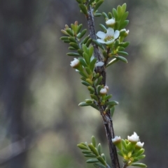 Baeckea utilis at Paddys River, ACT - 3 Feb 2016 08:15 AM