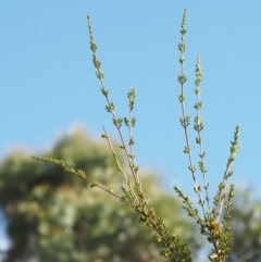 Baeckea utilis at Paddys River, ACT - 3 Feb 2016 08:15 AM