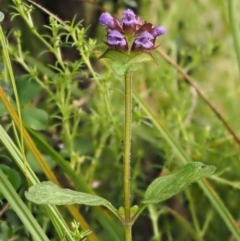 Prunella vulgaris (Self-heal, Heal All) at Paddys River, ACT - 2 Feb 2016 by KenT