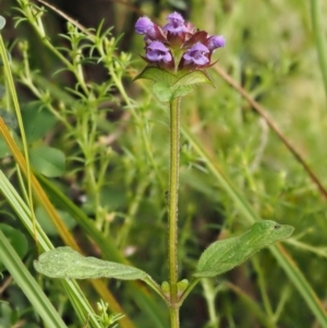 Prunella vulgaris at Paddys River, ACT - 3 Feb 2016