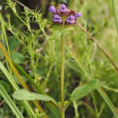 Prunella vulgaris (Self-heal, Heal All) at Paddys River, ACT - 2 Feb 2016 by KenT