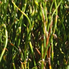 Empodisma minus (Spreading Rope-rush) at Paddys River, ACT - 2 Feb 2016 by KenT