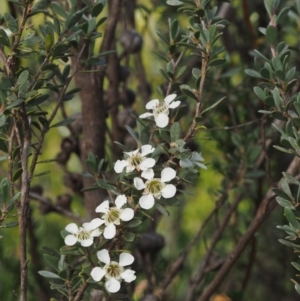 Leptospermum myrtifolium at Paddys River, ACT - 3 Feb 2016