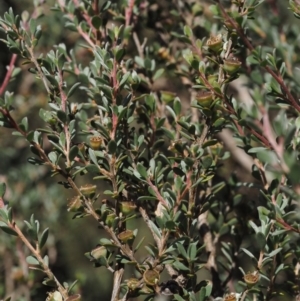 Leptospermum myrtifolium at Paddys River, ACT - 3 Feb 2016