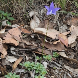 Wahlenbergia gloriosa at Paddys River, ACT - 3 Feb 2016