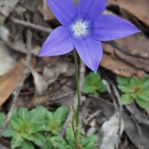 Wahlenbergia gloriosa at Paddys River, ACT - 3 Feb 2016 11:29 AM