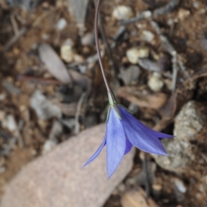 Wahlenbergia gloriosa at Paddys River, ACT - 3 Feb 2016 11:29 AM