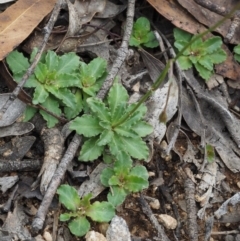 Wahlenbergia gloriosa at Paddys River, ACT - 3 Feb 2016