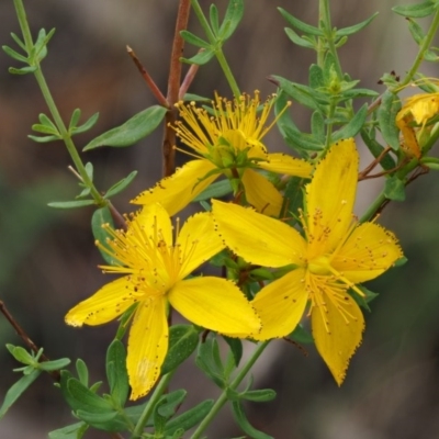 Hypericum perforatum (St John's Wort) at Paddys River, ACT - 3 Feb 2016 by KenT