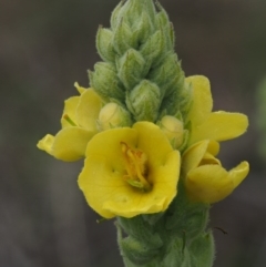 Verbascum thapsus subsp. thapsus (Great Mullein, Aaron's Rod) at Paddys River, ACT - 3 Feb 2016 by KenT