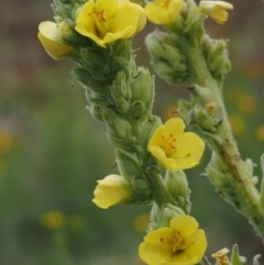 Verbascum thapsus subsp. thapsus at Paddys River, ACT - 3 Feb 2016 11:58 AM