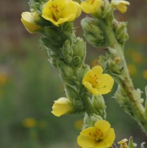 Verbascum thapsus subsp. thapsus at Paddys River, ACT - 3 Feb 2016 11:58 AM