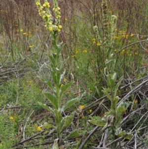 Verbascum thapsus subsp. thapsus at Paddys River, ACT - 3 Feb 2016