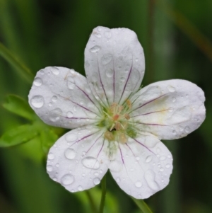 Geranium neglectum at Paddys River, ACT - 3 Feb 2016