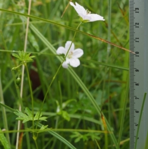 Geranium neglectum at Paddys River, ACT - 3 Feb 2016