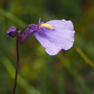 Utricularia dichotoma at Paddys River, ACT - 3 Feb 2016 02:16 PM