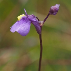 Utricularia dichotoma at Paddys River, ACT - 3 Feb 2016 02:16 PM