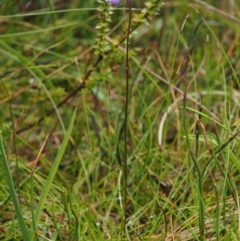 Utricularia dichotoma at Paddys River, ACT - 3 Feb 2016 02:16 PM