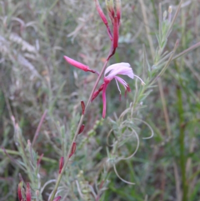 Oenothera lindheimeri (Clockweed) at Fadden Hills Pond - 2 Feb 2016 by RyuCallaway