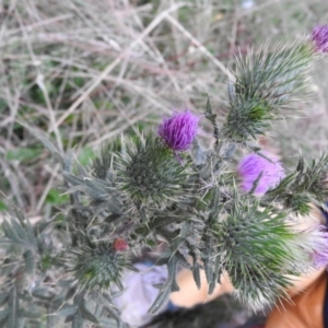 Cirsium vulgare at Fadden, ACT - 14 Feb 2016