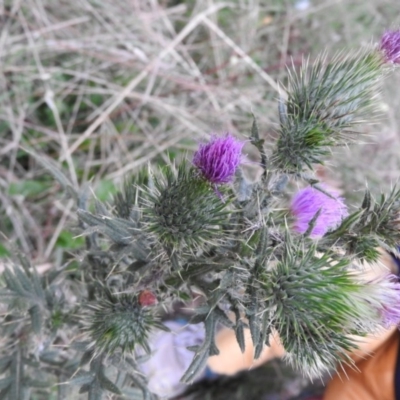Cirsium vulgare (Spear Thistle) at Fadden, ACT - 14 Feb 2016 by ArcherCallaway